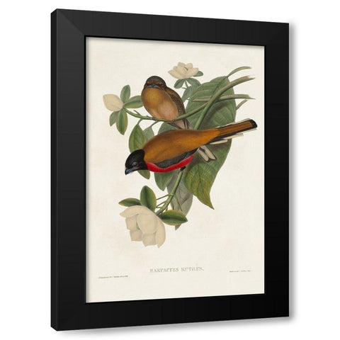 Elegant Trogons VIII Black Modern Wood Framed Art Print by Gould, John