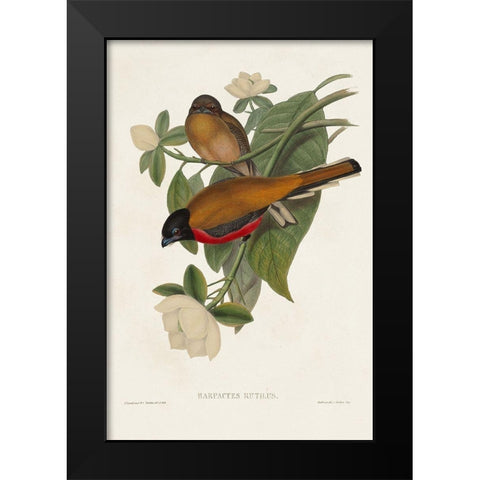 Elegant Trogons VIII Black Modern Wood Framed Art Print by Gould, John
