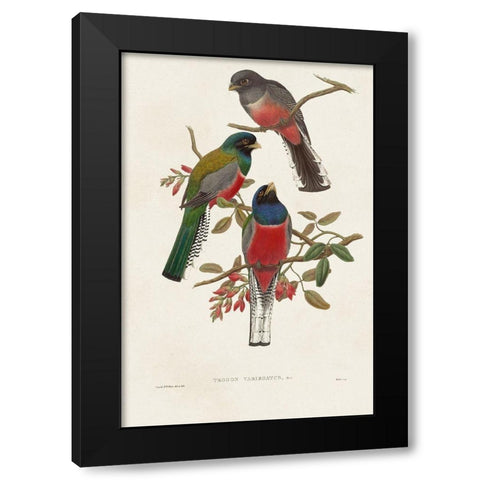 Elegant Trogons IX Black Modern Wood Framed Art Print with Double Matting by Gould, John