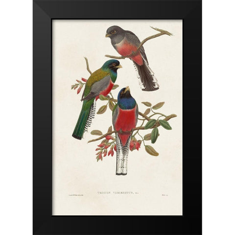 Elegant Trogons IX Black Modern Wood Framed Art Print by Gould, John
