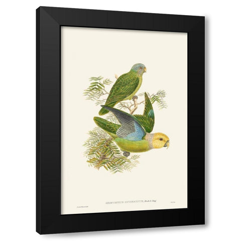 Lime And Cerulean Parrots I Black Modern Wood Framed Art Print with Double Matting by Gould, John