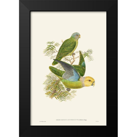 Lime And Cerulean Parrots I Black Modern Wood Framed Art Print by Gould, John