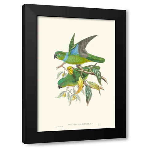 Lime And Cerulean Parrots II Black Modern Wood Framed Art Print by Gould, John
