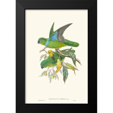 Lime And Cerulean Parrots II Black Modern Wood Framed Art Print by Gould, John