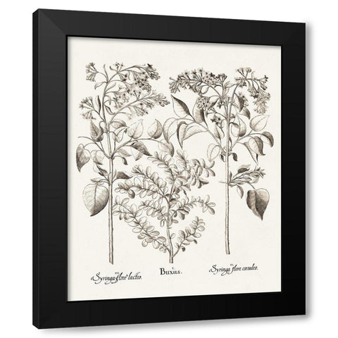 Sepia Besler Botanicals I Black Modern Wood Framed Art Print with Double Matting by Besler, Basilius