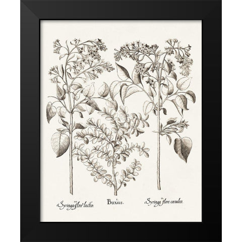 Sepia Besler Botanicals I Black Modern Wood Framed Art Print by Besler, Basilius