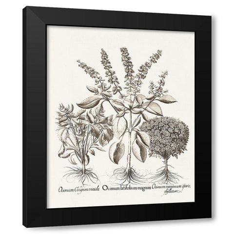 Sepia Besler Botanicals II Black Modern Wood Framed Art Print with Double Matting by Besler, Basilius