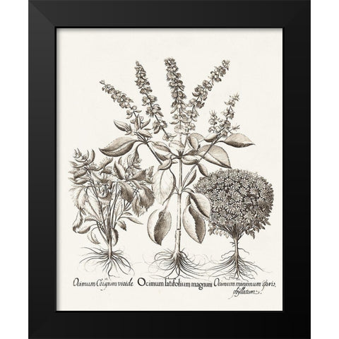 Sepia Besler Botanicals II Black Modern Wood Framed Art Print by Besler, Basilius