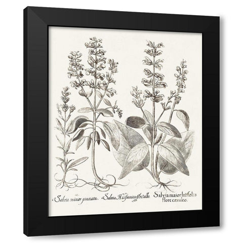 Sepia Besler Botanicals III Black Modern Wood Framed Art Print by Besler, Basilius