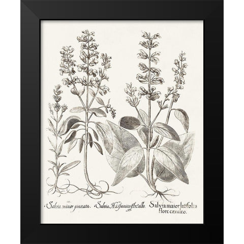 Sepia Besler Botanicals III Black Modern Wood Framed Art Print by Besler, Basilius