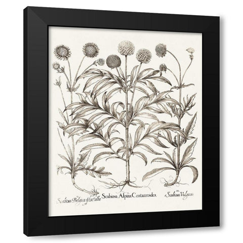 Sepia Besler Botanicals IV Black Modern Wood Framed Art Print by Besler, Basilius