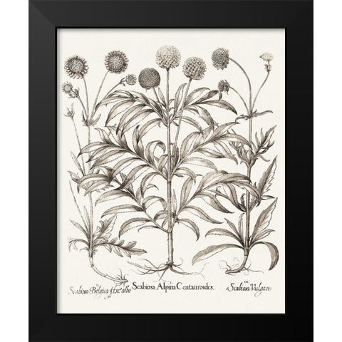 Sepia Besler Botanicals IV Black Modern Wood Framed Art Print by Besler, Basilius