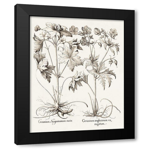 Sepia Besler Botanicals V Black Modern Wood Framed Art Print by Besler, Basilius