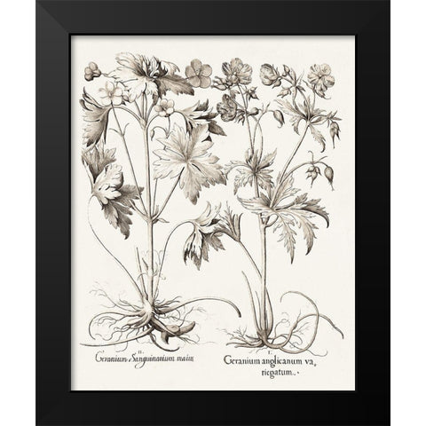Sepia Besler Botanicals V Black Modern Wood Framed Art Print by Besler, Basilius