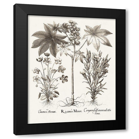 Sepia Besler Botanicals VI Black Modern Wood Framed Art Print with Double Matting by Besler, Basilius