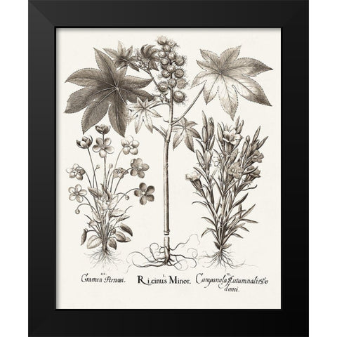 Sepia Besler Botanicals VI Black Modern Wood Framed Art Print by Besler, Basilius
