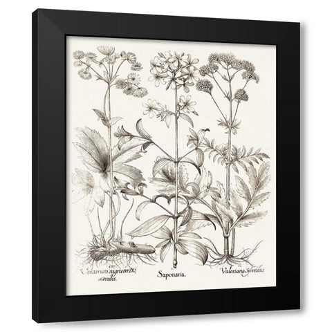 Sepia Besler Botanicals VII Black Modern Wood Framed Art Print with Double Matting by Besler, Basilius