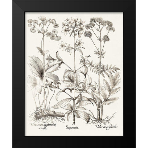 Sepia Besler Botanicals VII Black Modern Wood Framed Art Print by Besler, Basilius