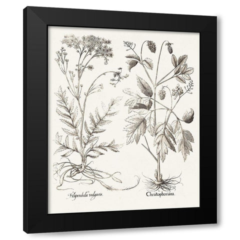 Sepia Besler Botanicals VIII Black Modern Wood Framed Art Print with Double Matting by Besler, Basilius
