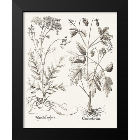 Sepia Besler Botanicals VIII Black Modern Wood Framed Art Print by Besler, Basilius