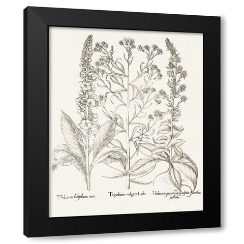 Sepia Besler Botanicals IX Black Modern Wood Framed Art Print by Besler, Basilius