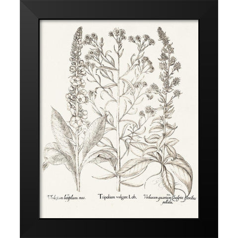Sepia Besler Botanicals IX Black Modern Wood Framed Art Print by Besler, Basilius