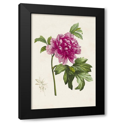 Pretty Pink Botanicals I Black Modern Wood Framed Art Print by Unknown