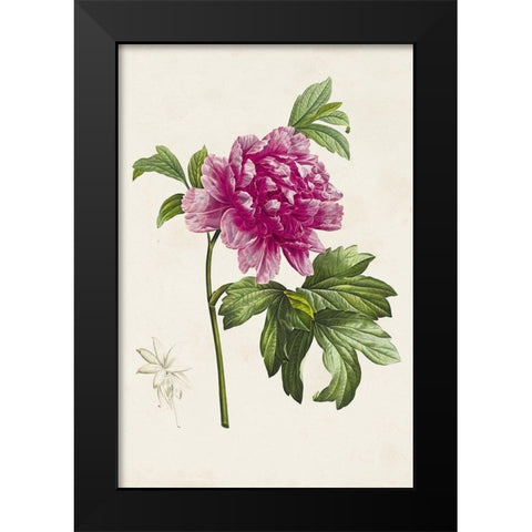Pretty Pink Botanicals I Black Modern Wood Framed Art Print by Unknown