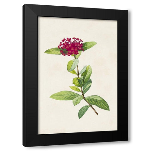 Pretty Pink Botanicals II Black Modern Wood Framed Art Print with Double Matting by Unknown