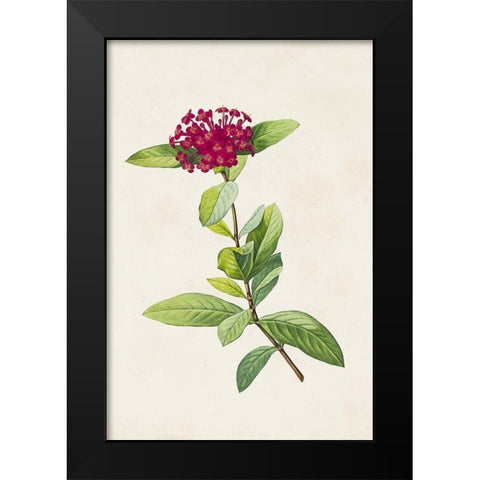 Pretty Pink Botanicals II Black Modern Wood Framed Art Print by Unknown