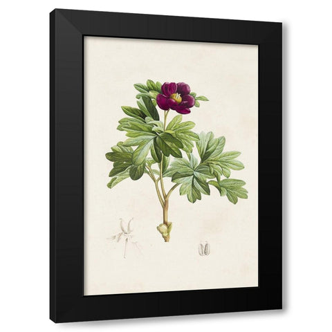 Pretty Pink Botanicals III Black Modern Wood Framed Art Print by Unknown