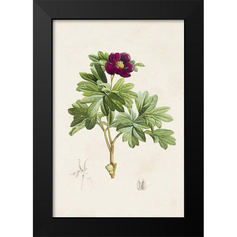 Pretty Pink Botanicals III Black Modern Wood Framed Art Print by Unknown