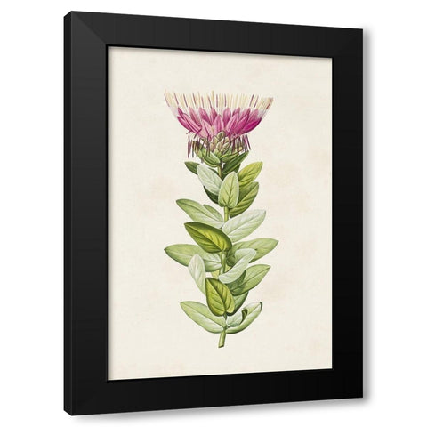 Pretty Pink Botanicals IV Black Modern Wood Framed Art Print with Double Matting by Unknown