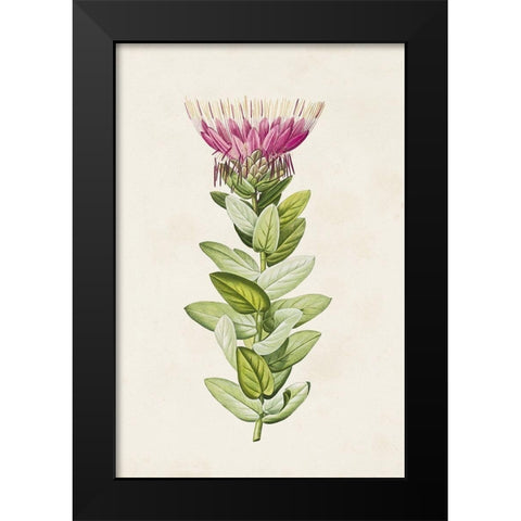 Pretty Pink Botanicals IV Black Modern Wood Framed Art Print by Unknown