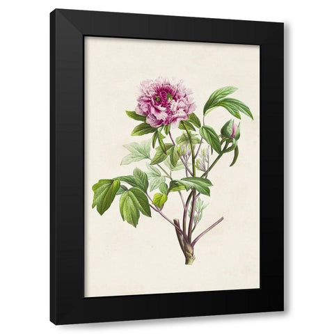 Pretty Pink Botanicals V Black Modern Wood Framed Art Print by Unknown