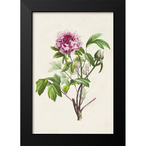 Pretty Pink Botanicals V Black Modern Wood Framed Art Print by Unknown
