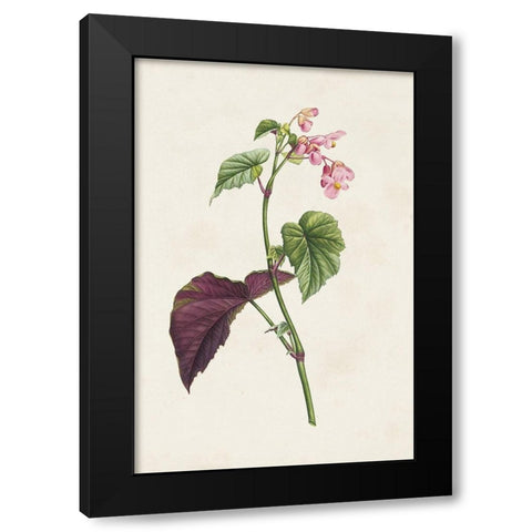 Pretty Pink Botanicals VI Black Modern Wood Framed Art Print by Unknown