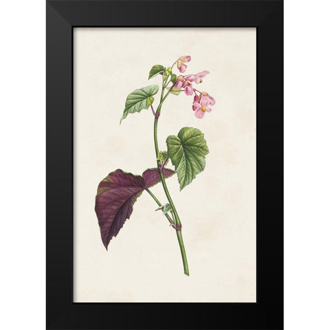 Pretty Pink Botanicals VI Black Modern Wood Framed Art Print by Unknown