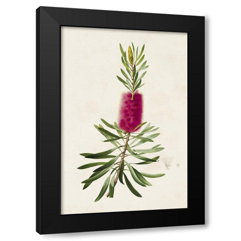 Pretty Pink Botanicals VII Black Modern Wood Framed Art Print with Double Matting by Unknown