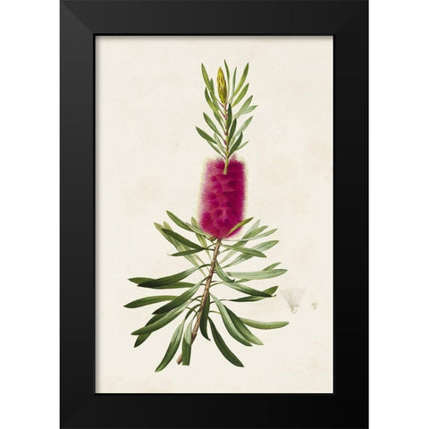Pretty Pink Botanicals VII Black Modern Wood Framed Art Print by Unknown