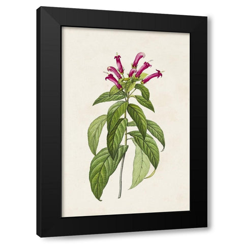 Pretty Pink Botanicals VIII Black Modern Wood Framed Art Print by Unknown