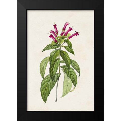 Pretty Pink Botanicals VIII Black Modern Wood Framed Art Print by Unknown