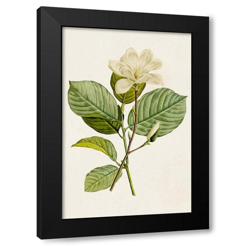 Magnolia Flowers I Black Modern Wood Framed Art Print by Unknown