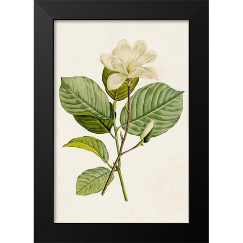 Magnolia Flowers I Black Modern Wood Framed Art Print by Unknown
