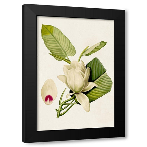Magnolia Flowers II Black Modern Wood Framed Art Print with Double Matting by Unknown