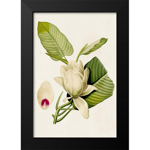 Magnolia Flowers II Black Modern Wood Framed Art Print by Unknown