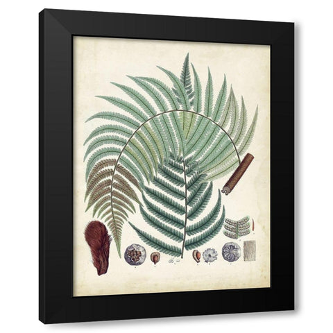 Collected Ferns I Black Modern Wood Framed Art Print by Unknown