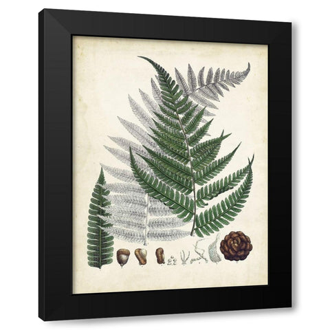 Collected Ferns II Black Modern Wood Framed Art Print by Unknown