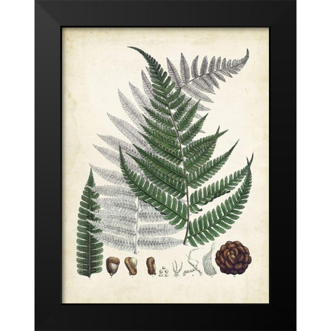 Collected Ferns II Black Modern Wood Framed Art Print by Unknown