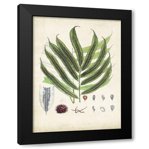 Collected Ferns III Black Modern Wood Framed Art Print with Double Matting by Unknown